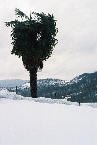 Пальма + снег