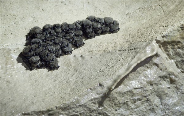 Агломерация chiroptera