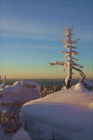 Одинокое дерево не выжило в камне-Скальный массив Каменный Город