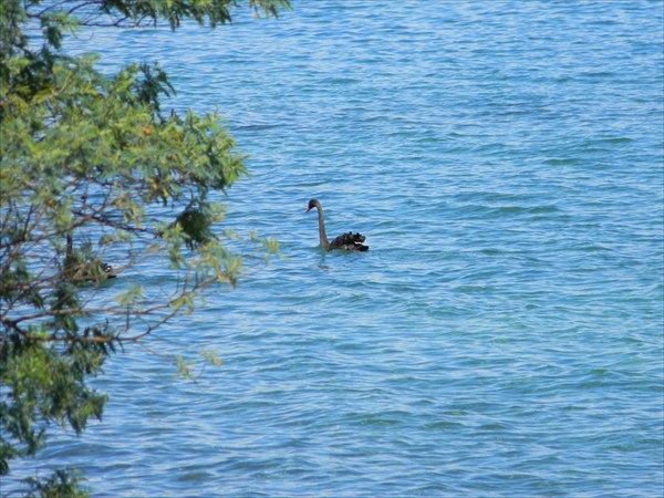 Озеро Taupo и лебедь