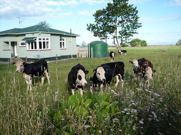Новозеландские коровы