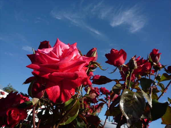 Розы в Кемпинге в Крастчерче