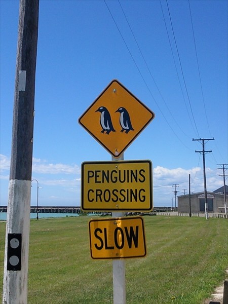 Осторожно! Пингвины!