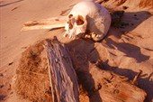 Кладбище в песках размывает ветрами, обнажая кости