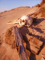 Кладбище в песках размывает ветрами, обнажая кости