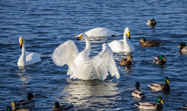 Озеро Светлое. п. Урожайный. Здесь зимуют лебеди и утки.