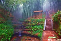 Bamboo_Forest_Shunan-национальный парк "Бамбуковое море"