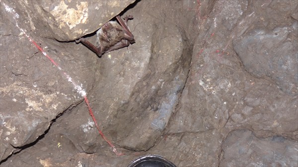 Летучая мышь