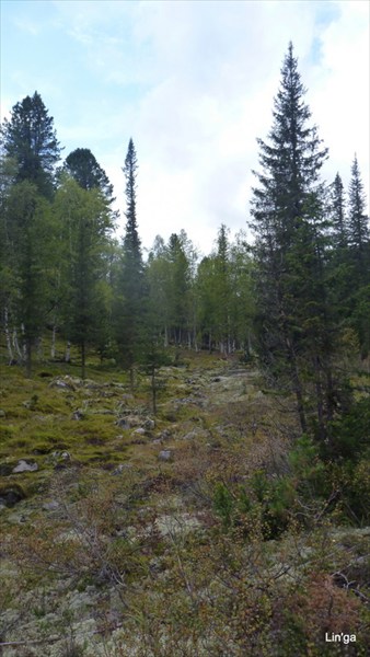Лес вдоль реки Метугулка