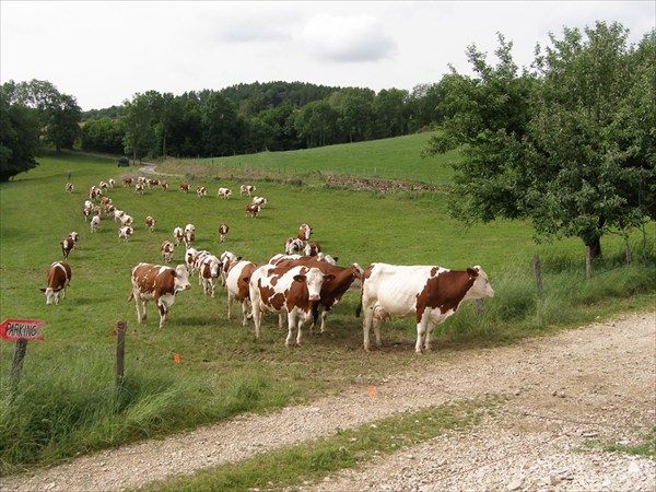 Французские коровы тоже ходят строем