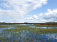 34 заросшее озерцо