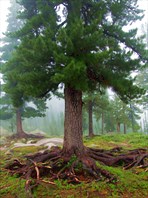 Дерево-осминог-Озеро Горных Духов