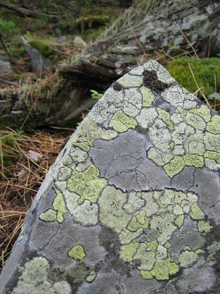 Мозаика на камне.