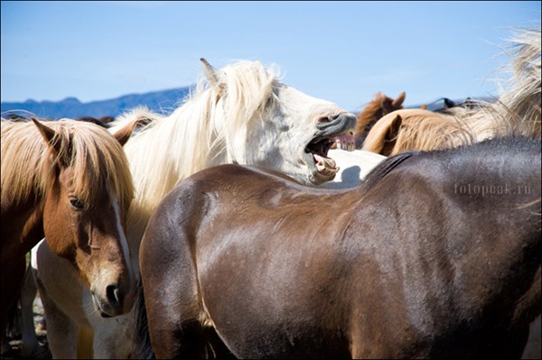 Исландские кони