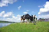 День 2: Чернутьево, коровы