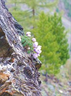 Цветы на скалах