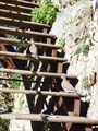 Турецкие голуби