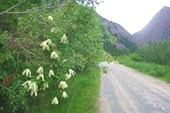 Княжик альпийский