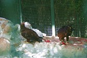 IMG_4182