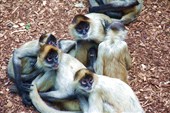 Auckzoo_12