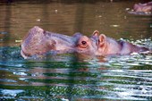 Auckzoo_19