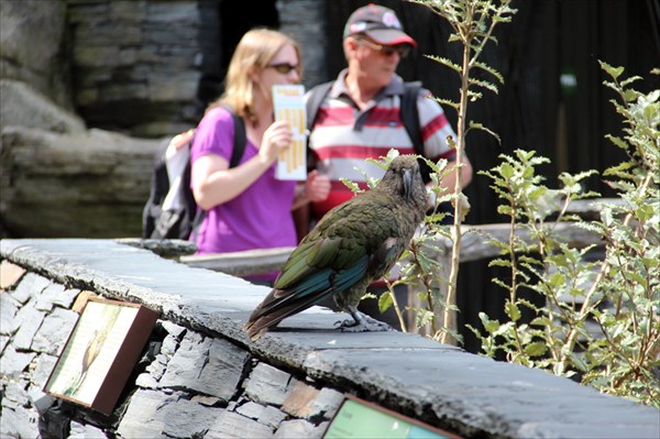 Auckzoo_17