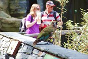 Auckzoo_17