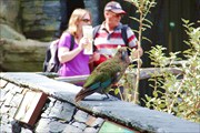 Auckzoo_17