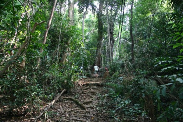 джунгли Тиомана