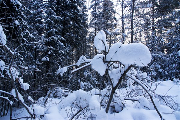 Зимний лес