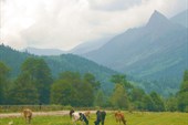 пастораль