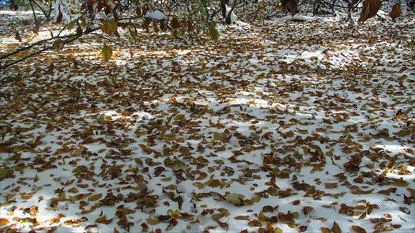 Снег под листопадом