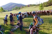 Фото. 50. Стадо коров берет нас в плен. Р. База