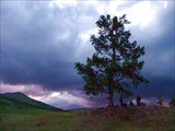 Фото. 41. Наш бивак под лиственницей, р.Бейка