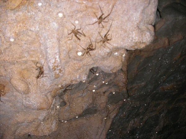 Пещерная живность