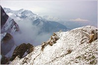 Заснеженные Гималаи