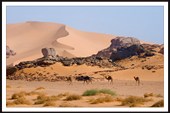 Дикие верблюды Сахары