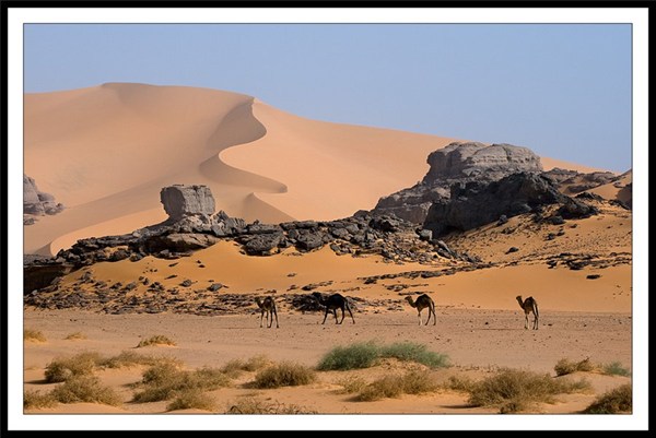 на фото: Дикие верблюды Сахары