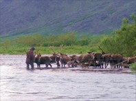 А олени лучше!