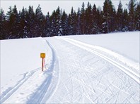Типичный вид лыжни
