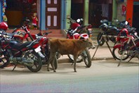 Обычное явление