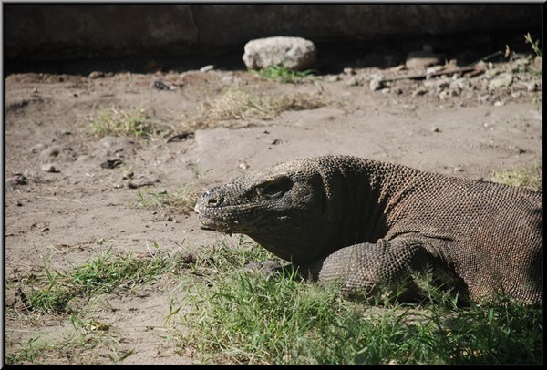 komodo