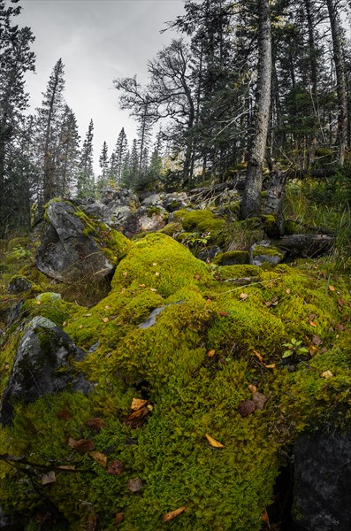 Замшелые камни в лесу-2