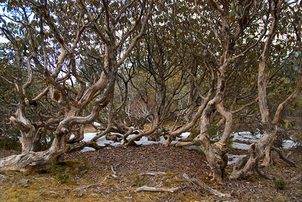 Pangsang pass