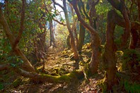 Рододендроновый лес
