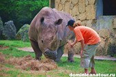 Носорог и Ильич в зоопарке Санто-Доминго