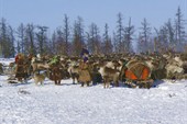 Олени в загоне.