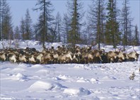 Олени перед сбором в загон.