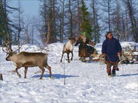 Оленей ловят тынзяном и ведут в загон.