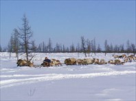 Начало каслания.